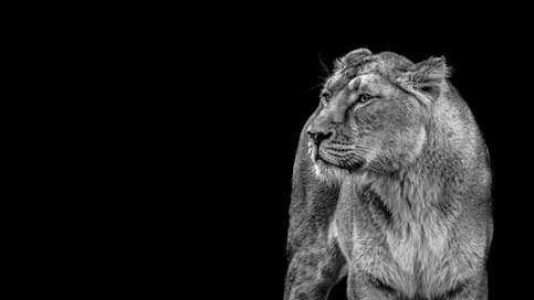 Lioness Predator Wild Lion Picture