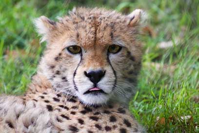 Cheetah-Cub Animal Wildlife Cheetah Picture