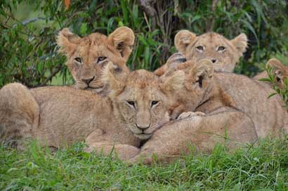 Nature Kenya Wildlife Africa Picture