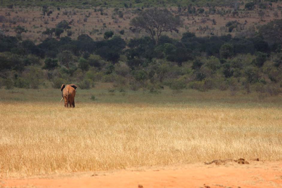Safari Elephant Kenya Tsavo