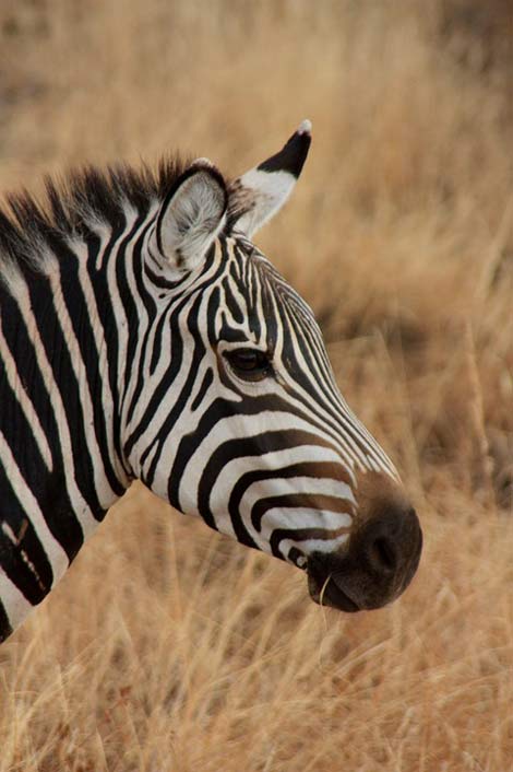 Wild Family Animal Zebra