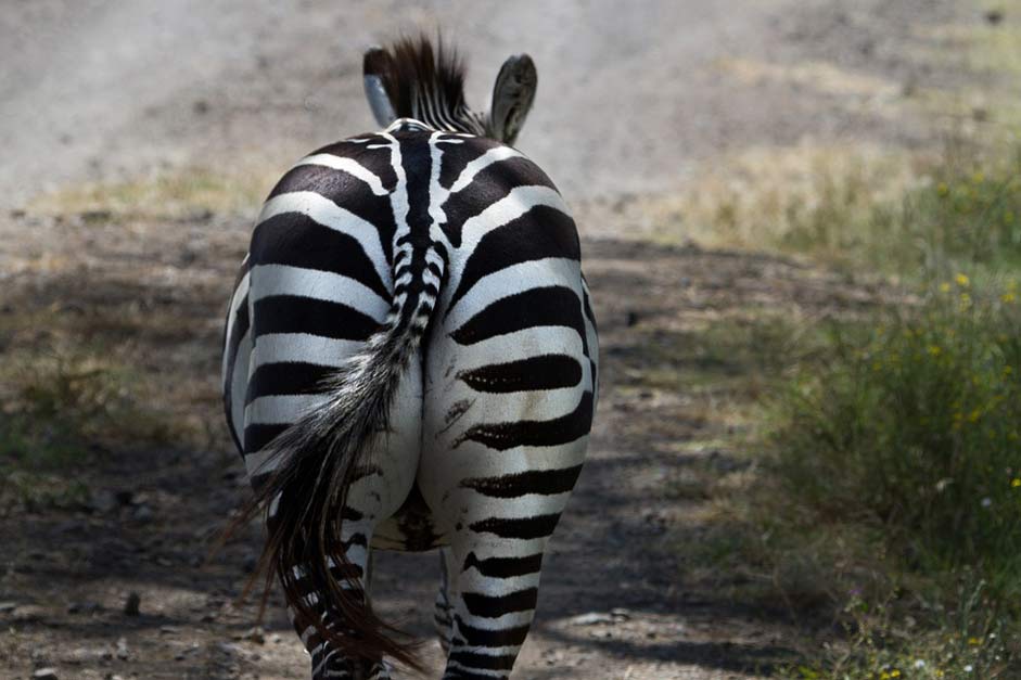 Africa Lake-Nakuru National-Park Zebra