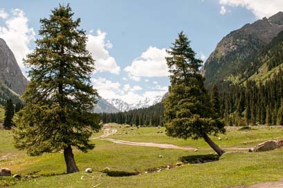 Spruce Sky Mountains Tree Picture