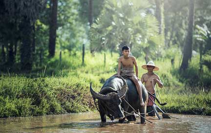 Buffalo Asia Agriculture Riding Picture