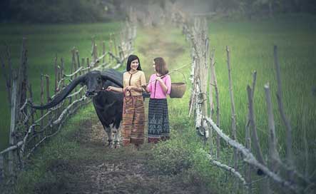 Agriculture Pretty Asia Animals Picture