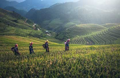 Agriculture Cambodia Bali Asia Picture