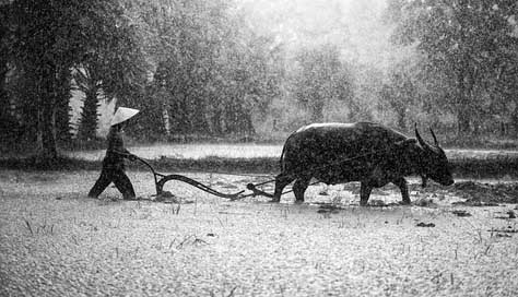 Agriculture The-Country Cambodia Asia Picture