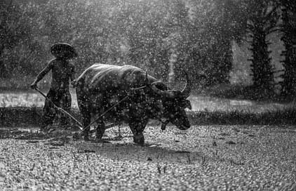 Buffalo Agriculture Cultivating Farmer Picture