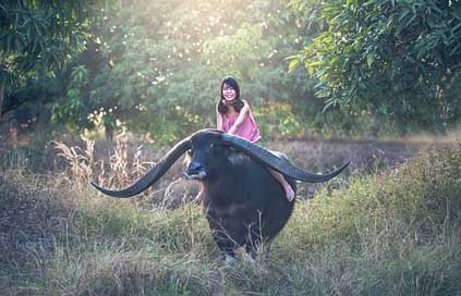 Buffalo Mammal Seat Girl Picture