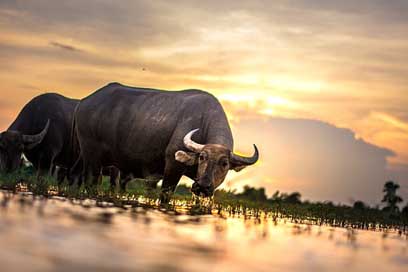 Buffalo Countryside Thailand Outside-Of-The-House Picture