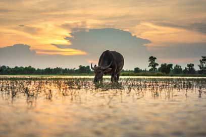 Buffalo Countryside Thailand Outside-Of-The-House Picture