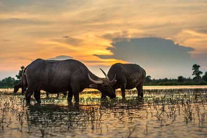 Buffalo Countryside Thailand Outside-Of-The-House Picture