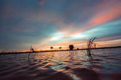 Cornfield Rice Thailand Outside-Of-The-House Picture