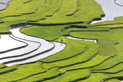 Blind-Stretch-Comb Vietnam Water Lao-Cai Picture