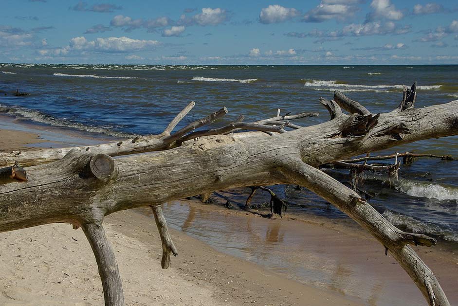 Wild-Nature Driftwood Latvia Baltic-Sea