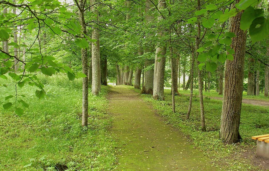 Woods Trees Forest Latvia