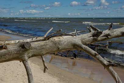 Baltic-Sea Wild-Nature Driftwood Latvia Picture