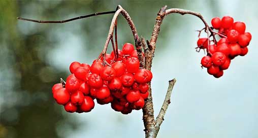 Red Bird Berry Berries Picture