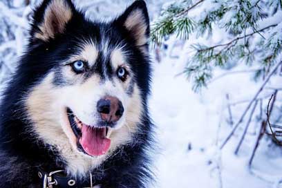 Husky Animal Sled-Dog Snow-Dog Picture