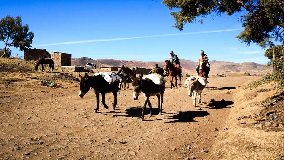 Donkeys Peasants Mountains Landscape
