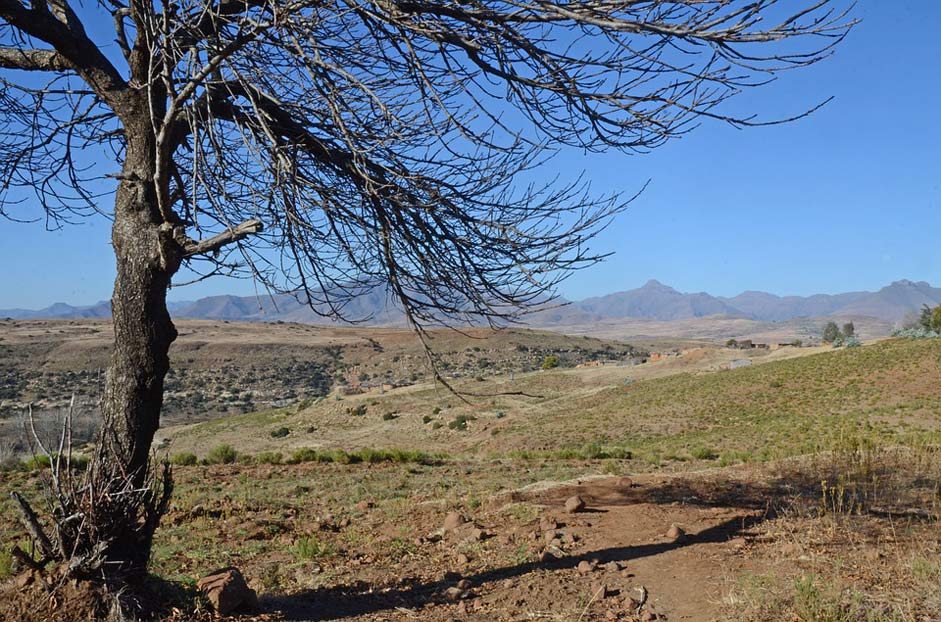 Scenic Scenery Tree Landscape