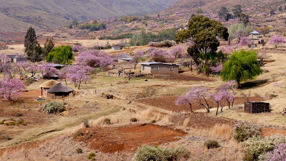 Agriculture Peach-Blossom Bergdorf Lesotho