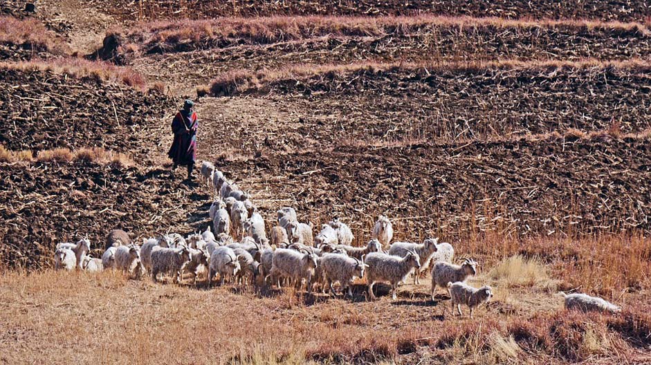 Fields Agriculture Goats Lesotho
