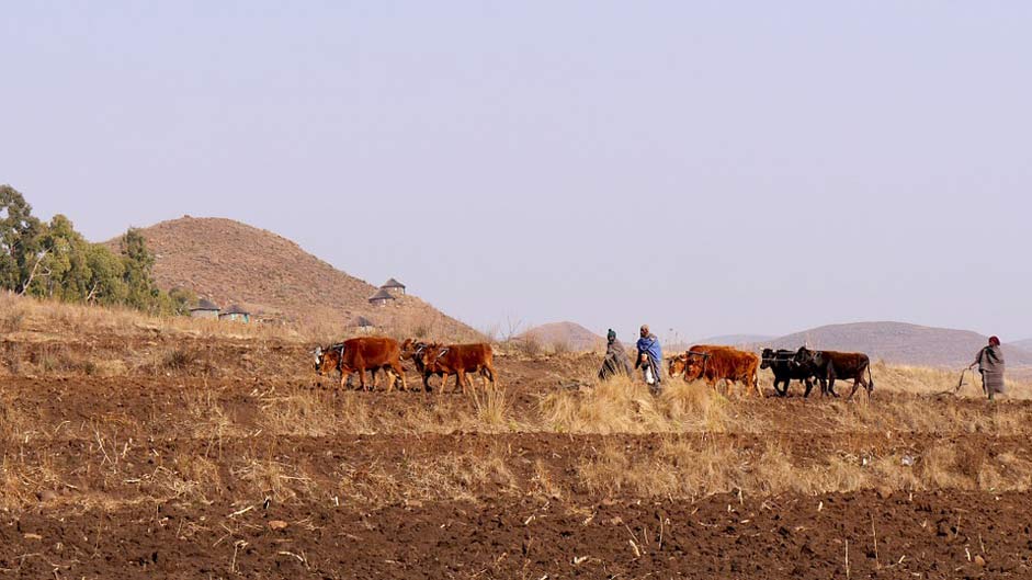 Plow Agriculture Mountain-Country Lesotho