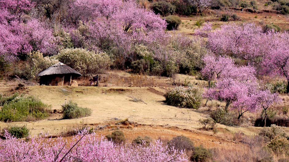 Spring Peach-Blossom Round-Hut Lesotho