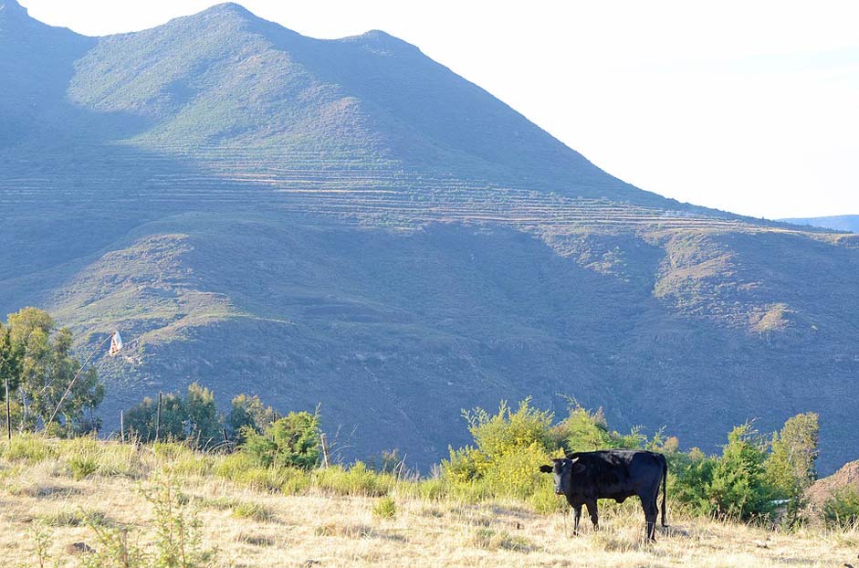 Mountains Cow Lesotho Malealea