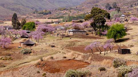 Lesotho Agriculture Peach-Blossom Bergdorf Picture