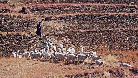 Lesotho Fields Agriculture Goats Picture