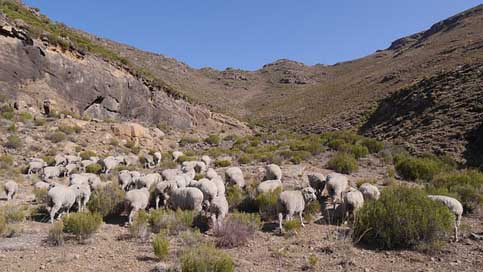 Lesotho Karg Landscape Goats Picture