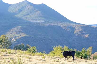 Malealea Mountains Cow Lesotho Picture