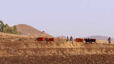 Lesotho Plow Agriculture Mountain-Country Picture