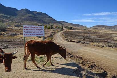 Lesotho Cows Sign Road Picture