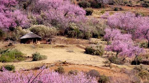 Lesotho Spring Peach-Blossom Round-Hut Picture