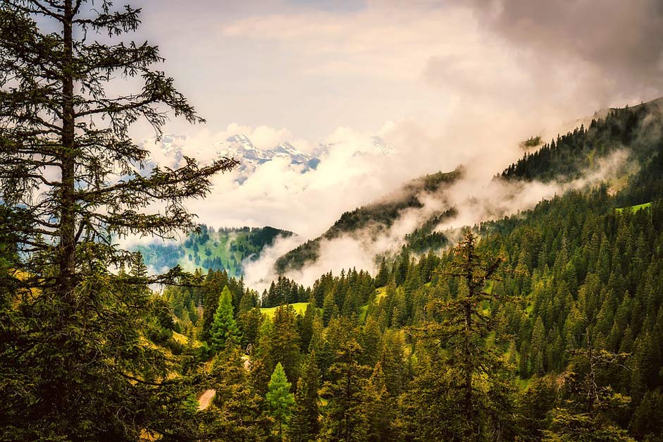 Trees Forest Mountains Liechtenstein