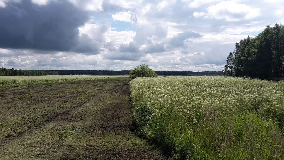 Meadow-Flowers Palanga Lithuania Field