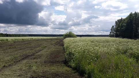 Field Meadow-Flowers Palanga Lithuania Picture