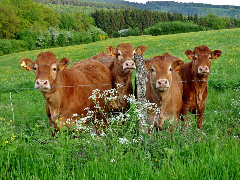 Landscape Nature Pasture Cows