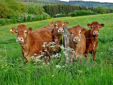 Cows Landscape Nature Pasture Picture