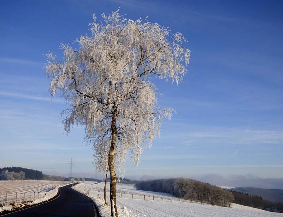 Winter Freezing Ripe Tree