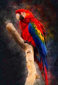 Animal Bird Beak Ara-Macao Picture