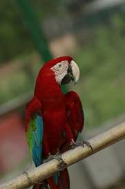Macau Bird Macaw Macao Picture