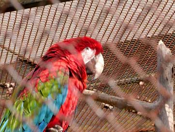 Parrot Red Macao Ara Picture