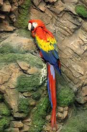 Red-Macaw Bird Parrot Ara-Macao Picture