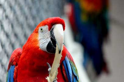 Ara Ara-Macao Red-Macaw Parrot Picture