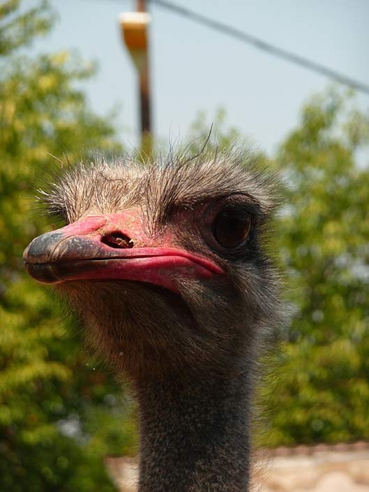 Macedonia Zoo Animal Ostrich