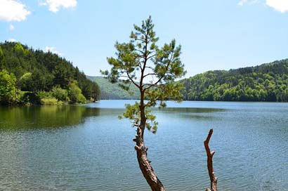 Water Tree Lake Nature Picture